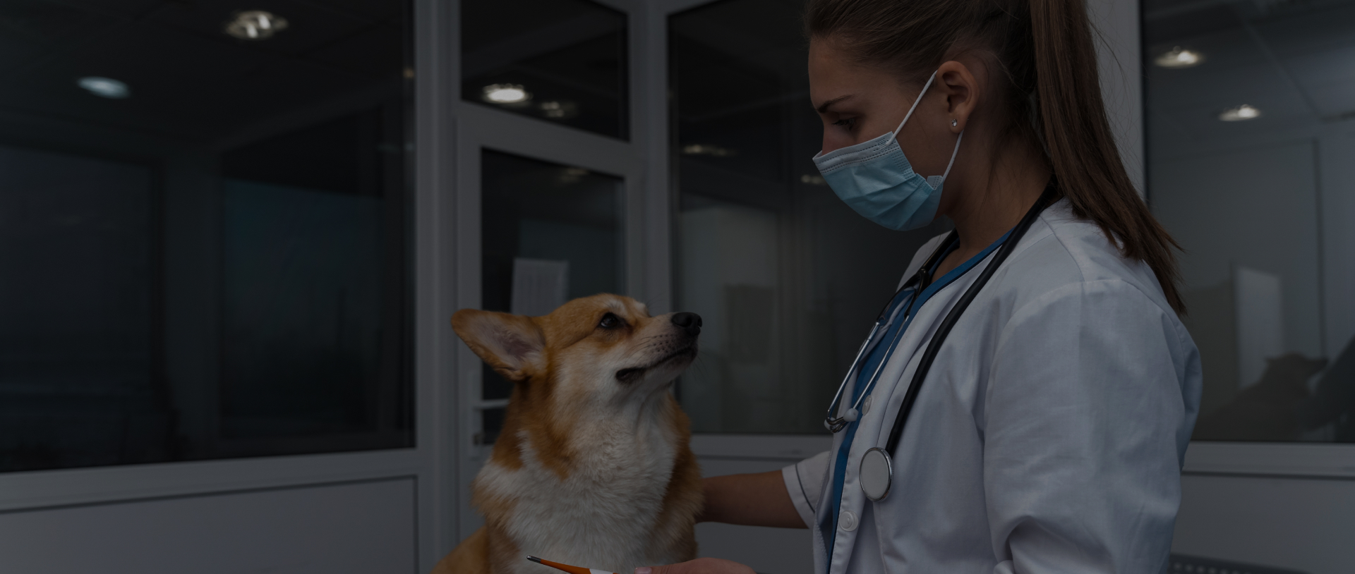 Get Best Services with Our Online PetCare Health App
